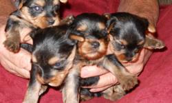 we have 4 AKC/CKC registered pups, born June 7th, that will be available August 2nd. there is 1 male and 3 females... mother is 9 lbs., father is 4.2 lbs. dew claws removed and will have first shot and wormings.. asking $ 425.00 each... call perts pups at