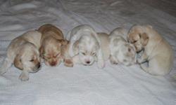 AKC Cocker Spaniel puppies for sale. Will be ready on July 14th and will be wormed and have first shots. Mom is buff and dad is silver. I have 5 males and 1 female. They are Buff, Silver and a couple are white with markings on face. Asking $450 for males