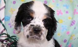 Our gorgeous, petite, AKC Black, Tan & White Cocker Spaniel, Bonnie Sue, had her 1st litter of AKC Cocker Spaniel Puppies on June 27. 2 Black, Tan & White females are available. The sire is Butch, our handsome Chocolate & White Parti-Colored AKC Cocker