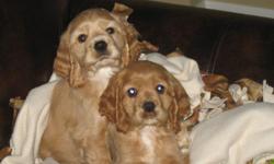 I have TWO MALE AKC REG COCKER SPANIEL PUPS ready now just in time for christmas, shots wormed microchipped, buff in color, 250.00 each.These pups are smart and energetic loves kids and cats already playing fetch and bringing ball back. crate trained and