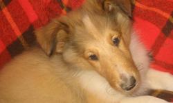AKC COLLIE PUPPIES SABLE AND WHITE LIKE LASSIE WITH FULL COLLARS. &nbsp;THEY HAVE BEEN RAISED IN MY HOME WITH LOTS OF TLC. &nbsp;SASSY HAD 10 BABIES WE HAVE TWO LEFT ONE GIRL ONE BOY. &nbsp;THEY WERE BORN JUNE 5 AND ARE 12 WEEKS OLD. LOOKING FOR LOVING