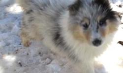 AKC Collies - Normal eyed, some non-carrier for CEA, others possible non-carrier for CEA, champion bloodlines, some related to the star in the Lassie Movie.
1 White, w/sable mkgs, SMOOTH coat Male $500., 1 White, w/blue merle, ROUGH coat Male $500.00, and