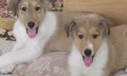 AKC collie puppies.&nbsp;4 males left. guarenteed normal eyed. parents have been DNA tested and are on site. They have beautiful full white collars! They have been vet checked and have had 2 sets of &nbsp;vaccines and worming. please visit my website @