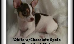 Adorable, Cuddly and Snuggly AKC Chihuahua puppies. $250.00 to $300.00, All are current on shots, worming and have a health guarantee. Current list of puppies showing pictures and a video of each @ http:/www.tailstars.com or call --. We are a small home