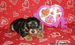 Flashy AKC Dachshund Silver Patchwork Dapple female puppy with blue eyes born December 2010 for $750. Mother is a Chocolate Dapple with blue eyes and father is a Black & Tan Brindle with several champions in his lines. Both parents can be seen on website