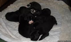 Mostly Black AKC registered Dane pups. Born April 4th and will be ready to go at the end of May. Taking deposits of a non-refundable $50.00. Call for more info (724) 430-0737 3 males and 2 females. The pictures were taken on April 26th.