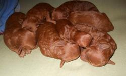 We are a small in home breeder in the Toledo, Ohio area. Our Miniature Sammy had a litter of dark red puppies on the 21st of July 2012. We have 5 females and 2 males. The females are $900. and the larger of the two males is $700. That is for limited