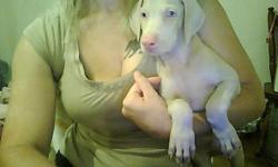 White male doberman puppy AKC full registration and breeding rights, 8 weeks old utd on shots and worming