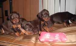 Beautiful AKC Doberman Pinscher puppies. 1 black female, 2 red females remaining. Ready to go to their forever homes Saturday 4/16/11. Puppies have had tails docked and dewclaws removed. Will be up to date on shots and worming. Well socialized with