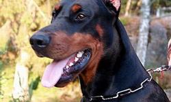 We have a litter of Doberman Pinscher puppies Due December 26th! Sire is 100 % European with champions lines. Grand Sire is Sant Kreal Zeus (who has over 25 Champion titles). Dam is 50% Euro and 50% US with champions in her lines. Both are black/rust and