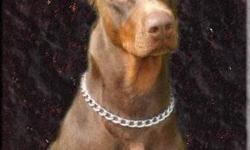 Doberman puppies now available. Visit us at www.ladobies.com or call 318-253-5842