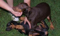 AKC Doberman pups , 13 wks . Tails and dew claws done , first wormings and shots . Starting and doing great on housetraining and learning basic commands . BIG gorgous pups raised inside . RED males and BLK and TAN males and females available .Sire and Dam
