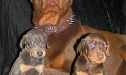 www.heavenlyfantasyenglishbulldogs.com we have king dobermans reds for $600 with akc and blues for $600 family dog only and english bulldogs start off $1500 AND UP WE TAKE PAYMENTS FOR ONLY ENGLISH BULLDOGS INTILL PAID OFF THAN YOU PICK UP WE TAKE PAYPAL.