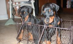 Welcome to Diamond Dobermans where quality is no accident!
We currently have 3 females available, 2 red, one black, 6 wks old, current shots/wormings, tail docked, dew claws removed. These are 3 very sweet babies, they are very sweet and even tempered,