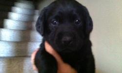 AKC ?English? Black Labrador Puppies
Beautiful Blocky Heads, Intelligent and Excellent Calm Personalities.&nbsp; All of our Labrador puppies are born, raised and loved in our home with daily attention and socializing time. &nbsp;
Each Labrador Puppy will