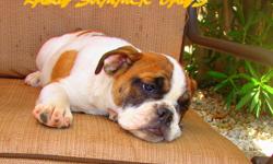 AKC ENGLISH BULLDOG FEMALE PUP. UP TO DATE ON ALL SHOTS AND HAS BEEN VET CHECKED. PARENTS ON SITE. ASKING $1000.