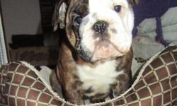 Very sweet and affectionate 9 week old female English Bulldog, she is AKC registered and has had all of her shots and worming up to date, she also comes with a written health guarantee. Call 347-553-0387