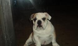 akc english bulldog male 16 weeks hes poty trained hes playfull an loves kids if your interested feel free to call me