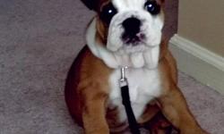 4 and a half month old female english bulldog for sale. Brown and white. Will come with akc papers.