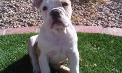 AKC English Bulldog pups. This is my pick of the litter, one female, beautiful hand raised pup, born 9/11/2010, shots, de wormed, vet checked, very healthy, local breeder, you could not ask for better dogs. She is almost house broken. This in not a scam