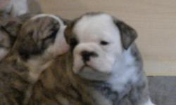 4 Male English Bulldog puppies for sale. $1000. Black brindle/White or Fawn/White in coloring.
3 Female English Bulldog puppies for sale. $1200. Black brindle/White or Fawn brindle.
AKC registered. Born 8-13-11. Available 10-13-11. Have shots and are very