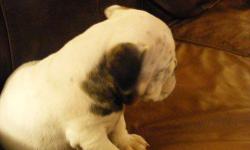Gabby is a Loavable white female with brindle markings. AKC full registration.Our puppies are very well socalized. We raise them IN our home as part of our family. Handled everyday and play with our children and dogs.Ready for new home the week of