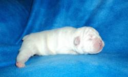 AKC Registered English Bulldog Puppies, Champion Pedigree, raised in rural Nowata County, Nowata, Ok. We have a small kennel East of Bartlesville, Ok. and we would love for you to visit us and pick out your puppy. We have several litters to choose from at