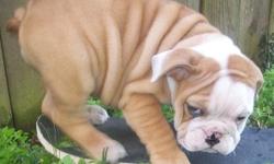 AKC ENGLISH BULLDOG PUPPIES, READY FOR THEIR NEW HOME! RED/WHITE & FAWN/WHITE, MALES AND FEMALES AVAL., SHOTS AND WORMED, $1500 CALL/TEXT 832-392-7770