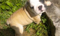 CH. Bloodline born May 20, 2011, 5 girls, 3 boys. Raised in loving home around children. Puppies very socialized and spoiled! All are very full of personality. Will be up to date on vaccinations/worming and include a health guarantee. In process of being