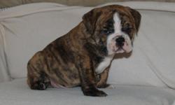 Hey! We are Scott & Malissa and we are TheBulldoghouse! We have been breeding for over 10years. Our goal is to provide you and your family with a quality, healthy, AKC standard English Bulldog. We specialize in the education and distribution of