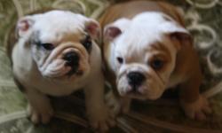 We have beutifull english bulldog puppies ready to go now. Theyre AKC registered and well taken care of. We gurantee our puppies and we are 100% sure that you will fall in love with our puppies. Please only serious inquiries and I am a Department of