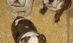 we have three akc reg english bulldog puppies for sale one male and two females they are 2200.00 each
vet checked and current on shots and worming for their age. come with a health contract
we also have one male who is 1 1/2 years old 1200.00 full papers