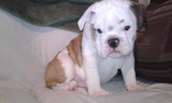 AKC English Bulldog Puppies for sale. These babies are readyfor their new homes Now. Will make a great early Christmas present. My puppies are AKC registered,up to date on vaccinations and worming. They are raised in our home and get lots of love and