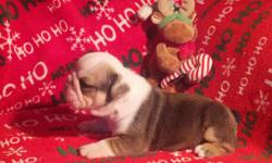 We have 2 males & 1 Female that will be available for pickup 12/23/12. All puppies will be AKC registered. Puppies will be current on shots & wormings. Please feel free to call, text or email with any questions.Visit our website @ www.thebulldoghouse.com.