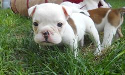 AKC registered English Bulldog Puppies born June 3, 2011. We currently have 5 females available. $1400 limited registration (pet only) and $1800 full registration (breeding rights). All puppies come with up to date shots, vet check, and one year health