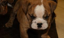 AKC Male English Bulldog Puppy. Very cute and ready to play. Mommy just had one baby and he is very, very spoiled. Loves to bite toes and chew shoes. He has had his 1st set of shots and been wormed. $1200 no checks please. We can meet you this Sunday in