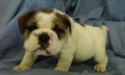 marshmellow is a 10 week old akc reg male english bulldog out of the marine corp blood line he is and amazing little boy full of wrinkles and love for more info please call 256-572-9993