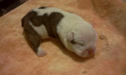 I have one male AKC reg. English Bulldog puppy available.
He is pie bald in color (white with brindle spots).His DOB is July 5,2011.Will be ready to go at 8 weeks of age with shots/dewormings,etc UTD.
Best way to get a hold to me is by TEXTING me at 336