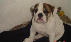AKC ENGLISH BULLDOG BORN 08-27-2010 AKC PAPERS, ALL SHOTS, DEWORMED, AND 1 YEAR HEALTH GUARANTEE WHITE AND BROWN READY TO GO TO A GOOD HOME CALL OR TEXT IF YOU HAVE ANY QUESTIONS