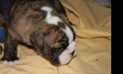 Female AFC English Bulldog born 6/14/11. Excellent bloodline, excellent pedigree. Lots of wrinkles. She has been vet checked, all shots and worming age appropriate. One year health guarantee. All our puppies are family raised and well socialized to