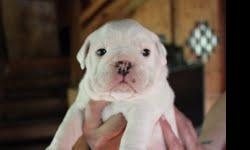 This beautiful little guy was born 6/14/11. All white with 2 small brown spots on head and tail. Excellent bloodlines, excellent confirmation, lots of wrinkles. Both parents on site. He had been vet checked, all shots and worming age appropriate, one year
