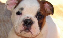 COME GET THE ENGLISH BULLDOG PUP YOU'VE ALWAYS WANTED. WE LOCATED 2 HOURS OUT OF LAS VEGAS IN THE HIGH DESERT OF APPLE VALLEY CA. CALL (760)810-0552 PLEASE ASK FOR ERIC SR. OR APRIL. THESE PUPS HAVE BEEN VET CHECKED AND SHOTS ARE ALL UP TO DATE. THEY ARE
