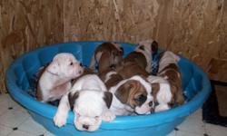 Red/white female pups, DOB 10-4-2010, Champion Bloodline on both sides. Price reduced.