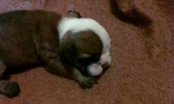 We have 5 very cute English bulldog puppies. They are all males. Our babies are home bread and well loved. They have a champion blood line. We are asking 1995.00 or best offer. We want these little guys to go to the best possible home and if we feel that