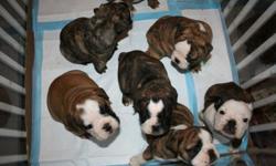 AKC English Bulldog Puppies, 3 female's left. Born on 4/11/11. Taking deposits, UTD on shots, dewormed & Vet checked. If you have any questions or would like a picture please feel free to call. Thanks Kristi