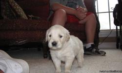 4 male English Cream golden pups. 1 stark white the others white with light golden tips. Both parents on site...Father is a 95 pound full English Cream; the mother is a 70 pound Light golden. Both dogs are great with kids and super protective. These boys
