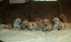 WHITES! YELLOWS! CREAMS! Males and Females!
Pure bred English Labrador Puppies 5 weeks old, AKC Registered/Registerable, Current Vaccinations, Veterinarian Examination, Health Certificate, Health Guarantee, Four Generation Pedigree
Additional information: