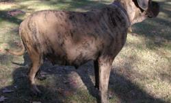 Gypsy is a 2 1/2yr old fawn brindle 30in tall 130pds. CH sired and OFA certified for Hips and elbows. (Some of the champions in the first 6 generations: CH Yosemite Sam II, CH Banyon's Starhaven Porter, CH Semper Fi Groppetti Gargoyle, CH Le Mar's Mighty