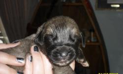 We Have 2 healthy litters of pups, they are raised in the home with our family. One litter of pups were born on April 1st and&nbsp;the other litter was born on April 7th, we have brindles, fawns, and reverse brindles. They are AKC you can also visit our