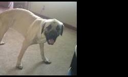 I have a beautiful akc english mastiff fawn male that is 14 months old and ready to make puppies. He is utd on all shots, and vet checked. He is great with other animals and kids. He has the best temperment. He has recently been studed and knows what to
